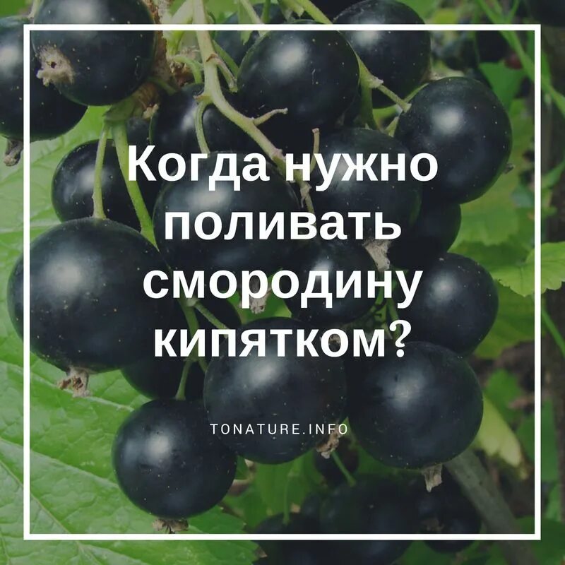 Когда можно облить смородину кипятком. Желтеют листья на смородине в июне. Почему желтеют листья у смородины. Желтеют листья у черной смородины в июне. Когда нужно поливать смородину кипятком.