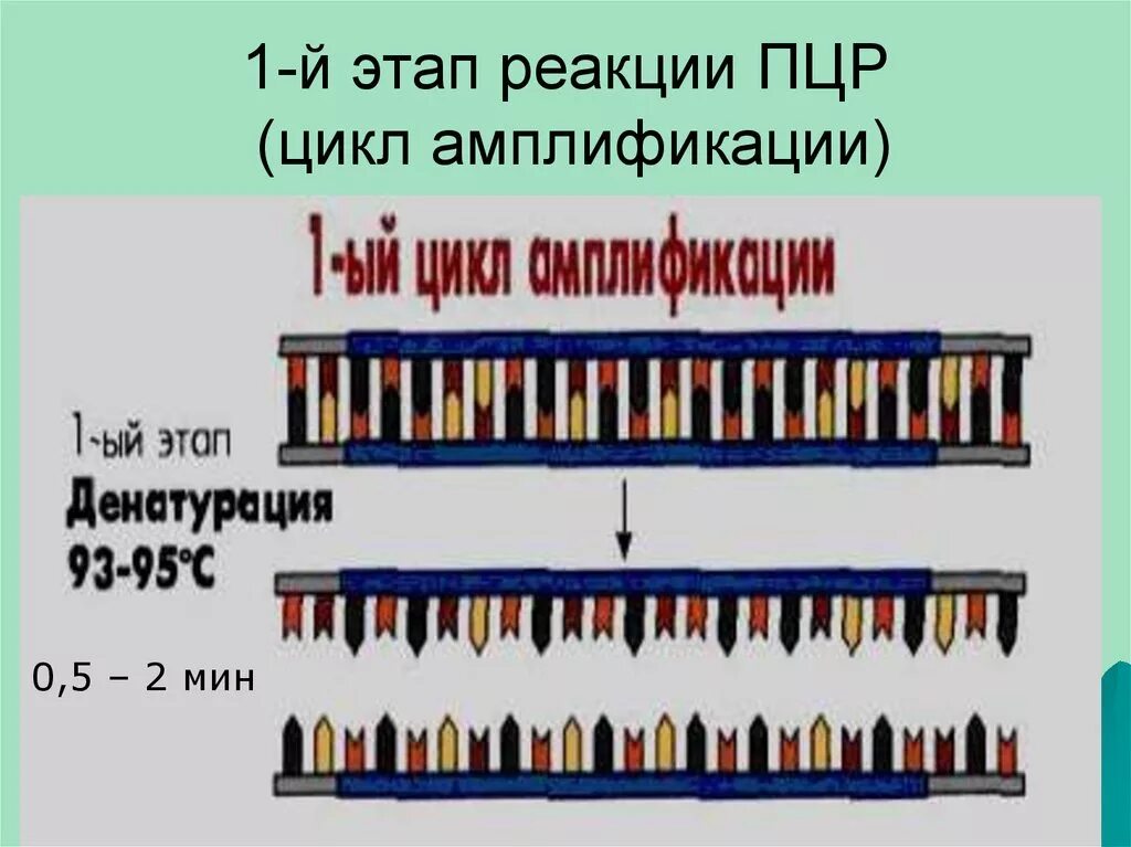 Этапы одного цикла ПЦР. Полимеразная цепная реакция Праймеры. Этапы амплификации ПЦР. Амплификация ДНК методом ПЦР.