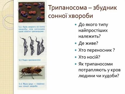 З якого виду