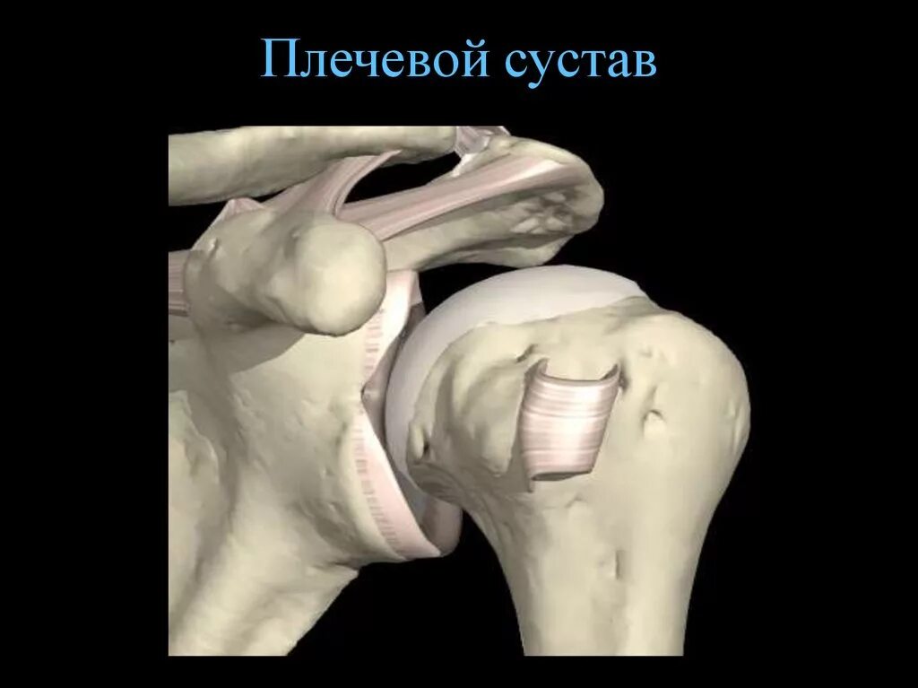 Анатомия плечевого сустава. Капсульно связочный аппарат плечевого сустава. Связки плеча анатомия. Articulatio Humeri. Анатомия плечевого сустава человека.