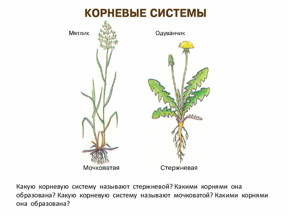 Растения со стержневой системой. Растения со стержневой корневой системой. Строение мочковатой системы. Цветы со стержневой корневой системой.