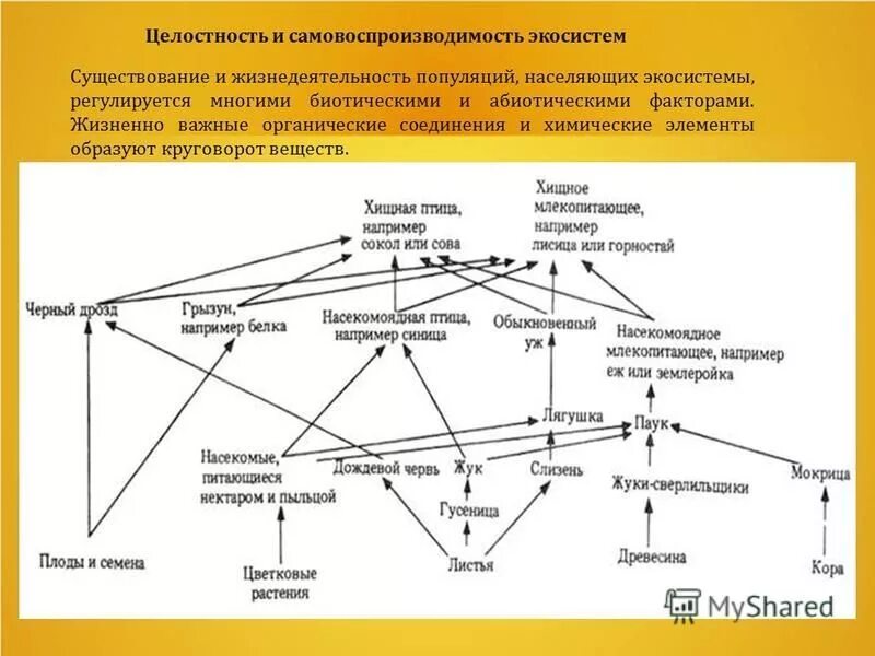 Свойства экосистем. Компоненты экосистемы леса. Самовоспроизводимость. Целостность экосистемы. Целостность экосистемы.