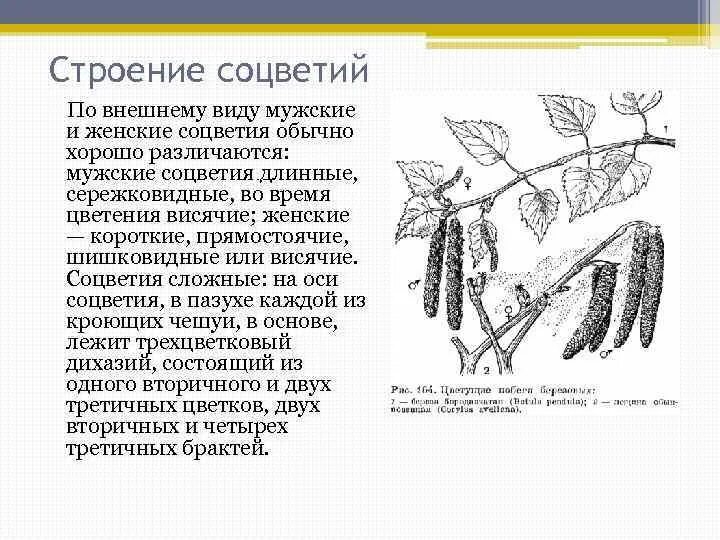 Внешнее строение березы. Строение строение соцветий. березовые строение. схема соцветия березы. строение меристемы соцветия.