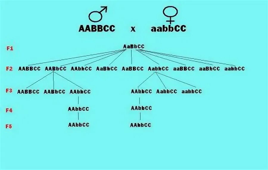 Гаметы AABBCC. AABBCC AABBCC скрещивание. AABBCC типы гамет.