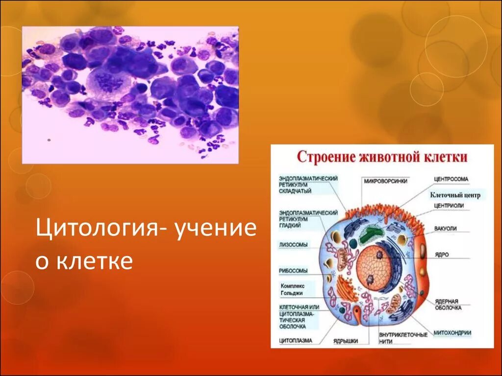 Цитология -учение о клетке. Основы цитологии строение клетки. Биология цитология состав клетки. Цитология животной клетки. Науки биологии цитология