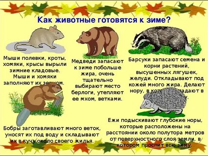 Осенняя подготовка зверей к зиме