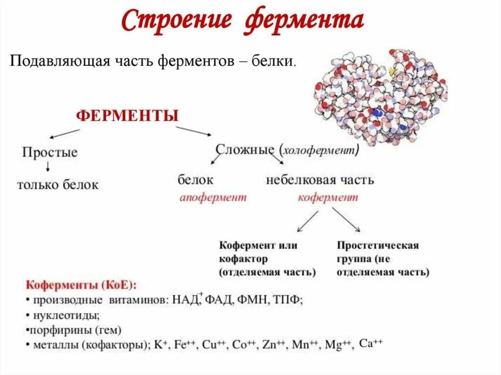 Строение активного центра ферментов. Строение, свойства и функции ферментов. Простетическая группа каталазы. Аллостерическая активация и ингибирование фермента схема. Строение ферментов.
