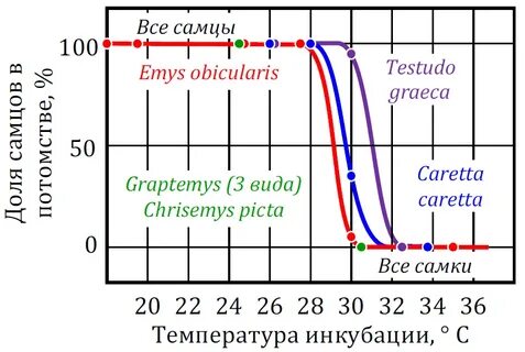 Зависимость пола