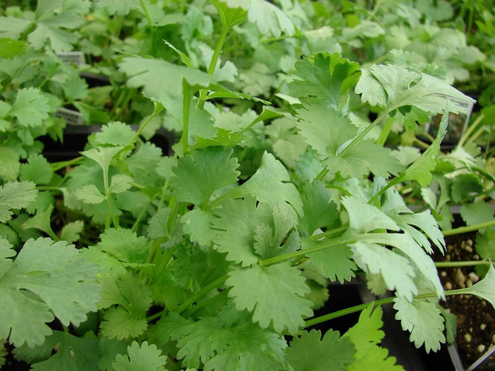 Кориандр как вырастить. Кориандр (кинза). Coriandrum sativum. Семена кинзы Sakata. Кинза тонколистная.