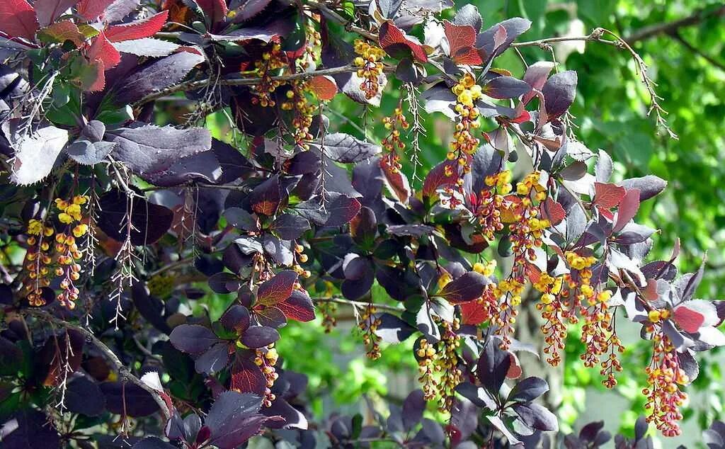 Барбарис съедобный сорта. Барбарис обыкновенный 'purpurea'. Барбарис обыкновенный пурпурный. Барбарис пурпуролистный. Барбарис обыкновенный Пурпуреа.