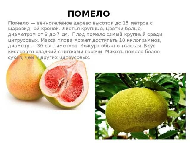 Помело при диабете 2 типа. Помело витамины. фрукт помело чем полезен. из чего состоит помело. чем полезен помело.