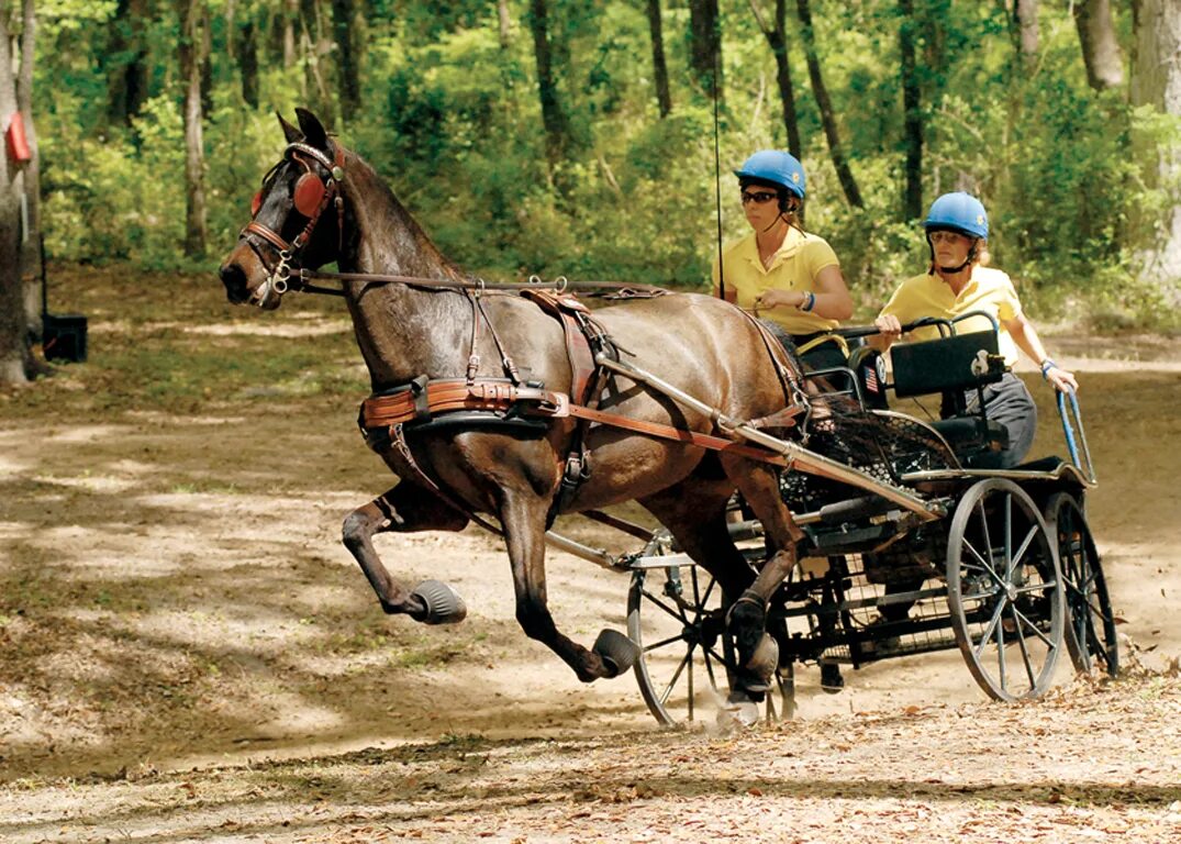 Driving horse. Конный драйвинг. Конный экипаж для драйвинга. Еврооглобли. Виды экипажей.