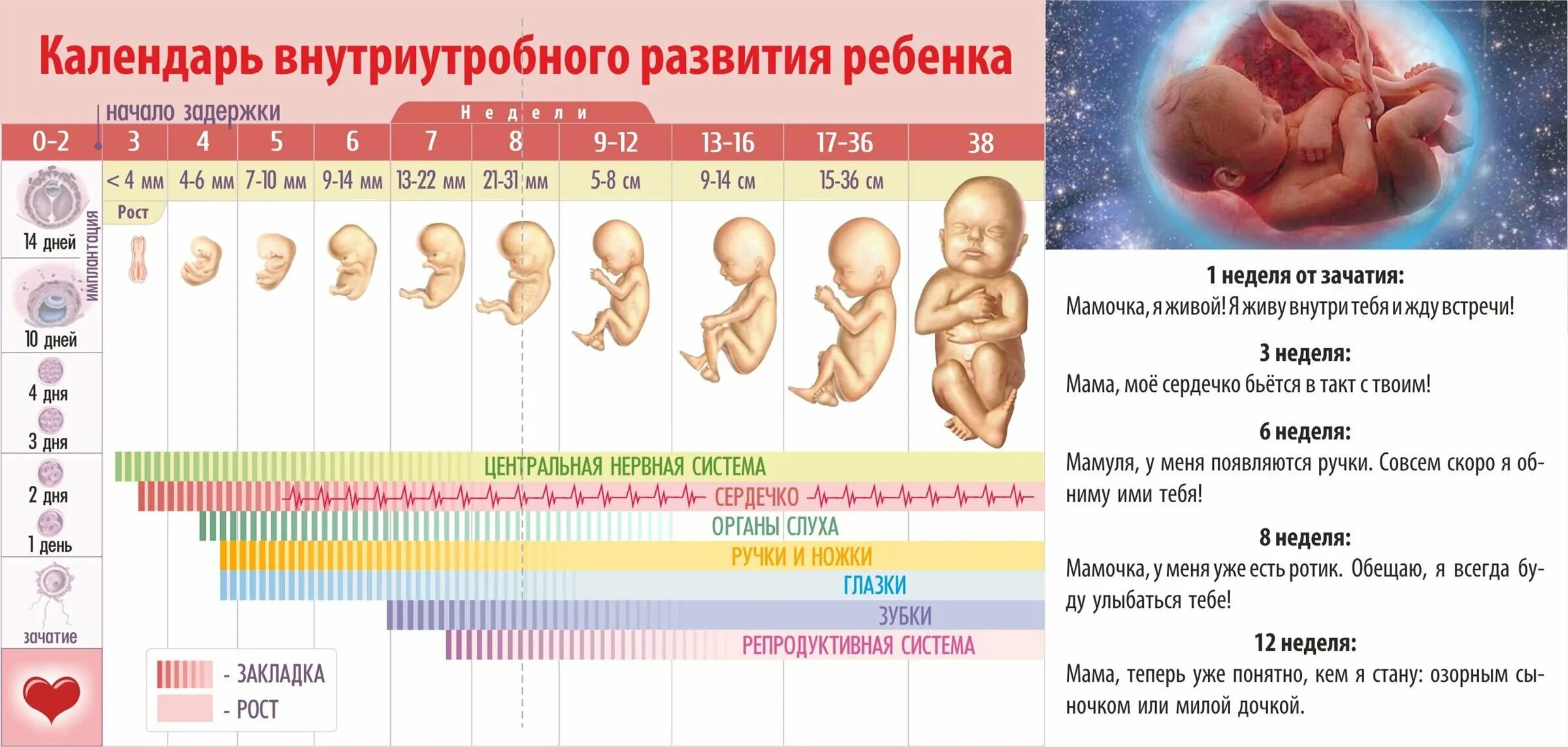 Плод ребенка по неделям