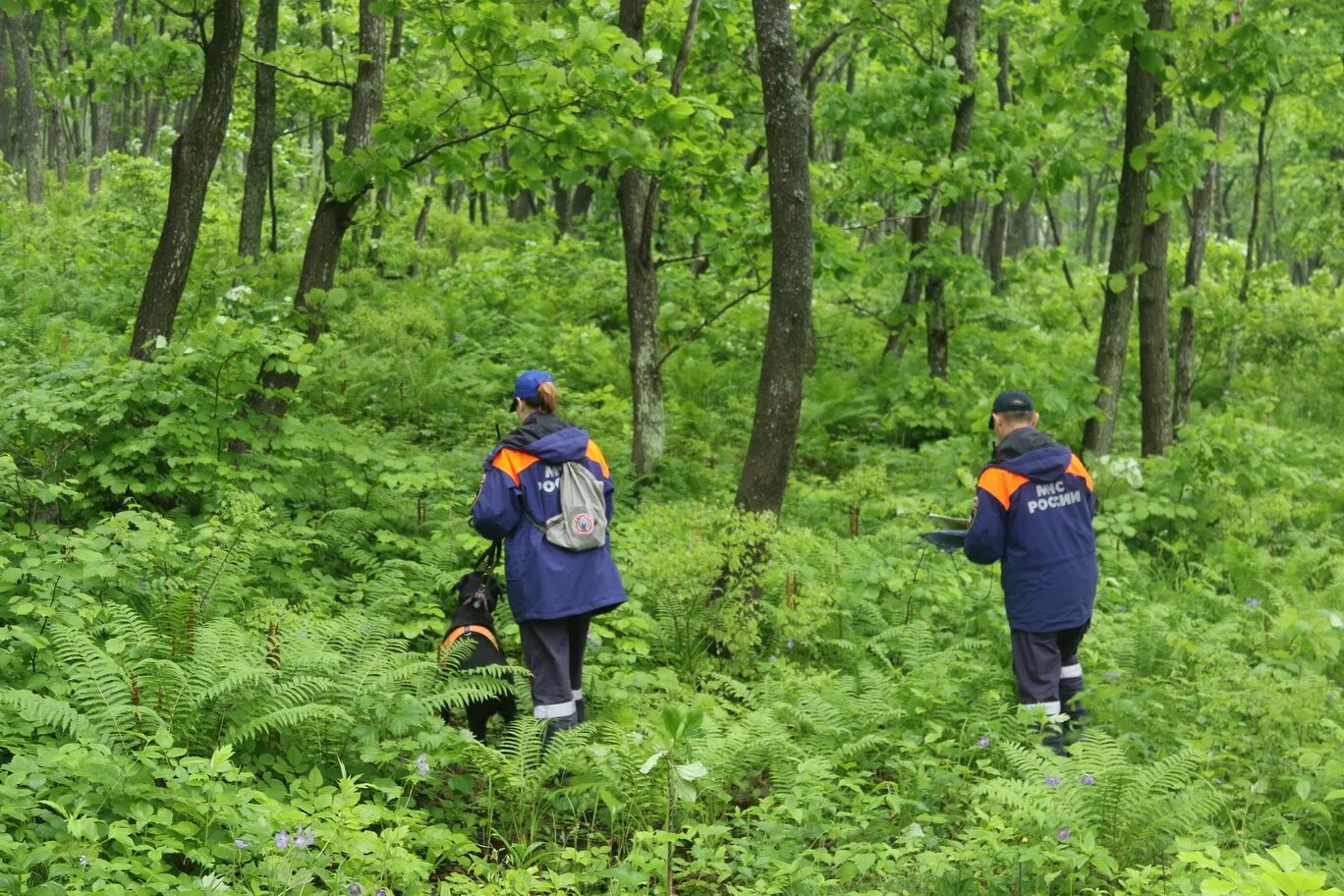 Человек идет в лесу. Почему пребывание большого количества людей в лесу. Почему пребывание большого количества людей в лесу. Поисковая группа в лесу. Правила поведения в дему.