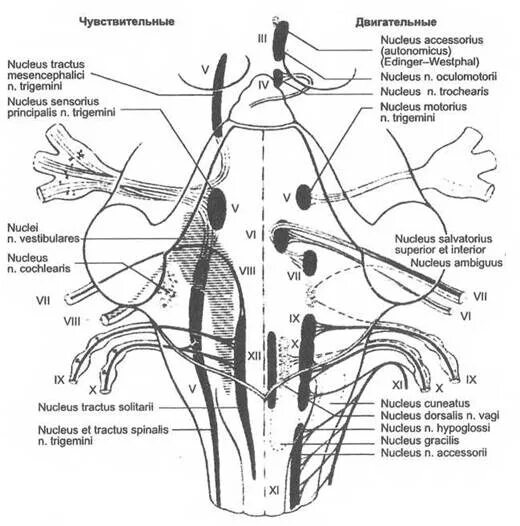 Черепные нервы схема. Ядра черепно мозговых нервов схема. Схема 5 пары черепных нервов. Проекция ядер черепных нервов анатомия. Схема 12 пар ЧМН.