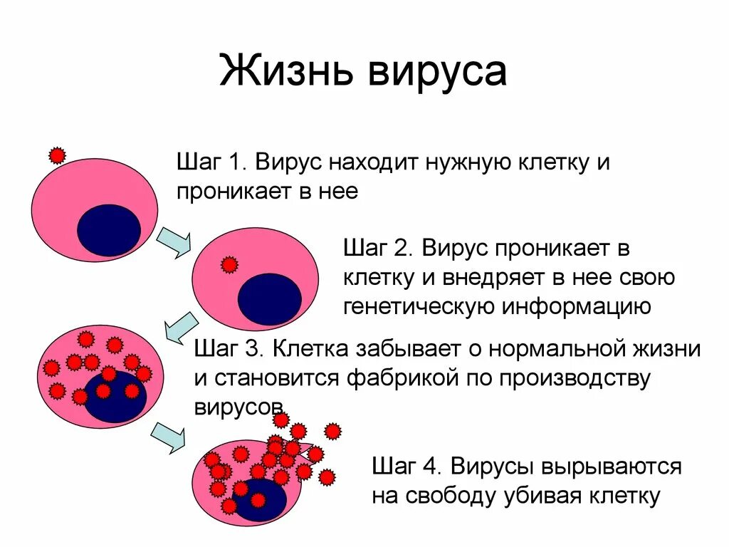 Жизнь без вирусов