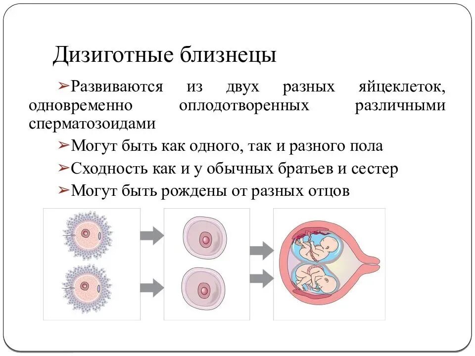 Однояйцевые близнецы пол. Механизм образования однояйцевых близнецов. Механизм возникновения дизиготных близнецов. Схема образования однояйцевых близнецов. Схема развития дизиготных близнецов.