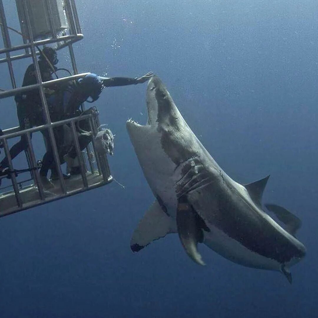 Белая акула нападение на человека. Нападения акула на лудей.