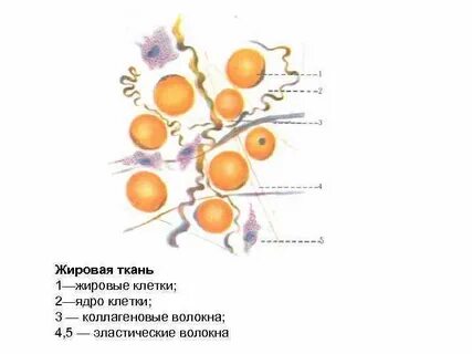Особенности строения жировых клеток