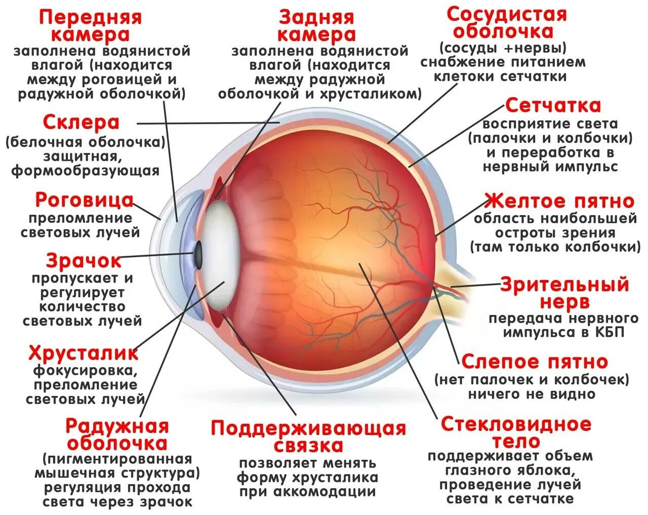 Элементы органы зрения. Строение зрительного анализатора глазное яблоко. Строение глаза сетчатка роговица хрусталик. Оболочки глаза строение и функции. Функции структур глазного яблока.