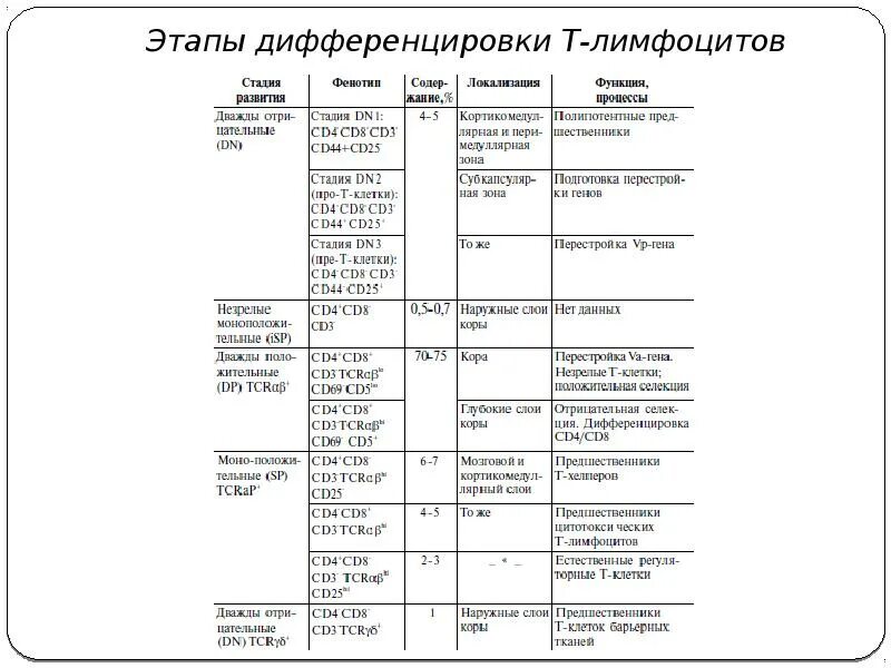 Дифференцировка лимфоцитов это. Этапы дифференцировки т лимфоцитов таблица. этапы созревания т лимфоцитов. этапы созревания и дифференцировки в-лимфоцитов. этапы дифференцировки и созревания т-лимфоцитов.