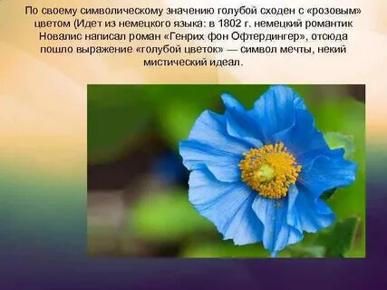 Значение голубых цветов