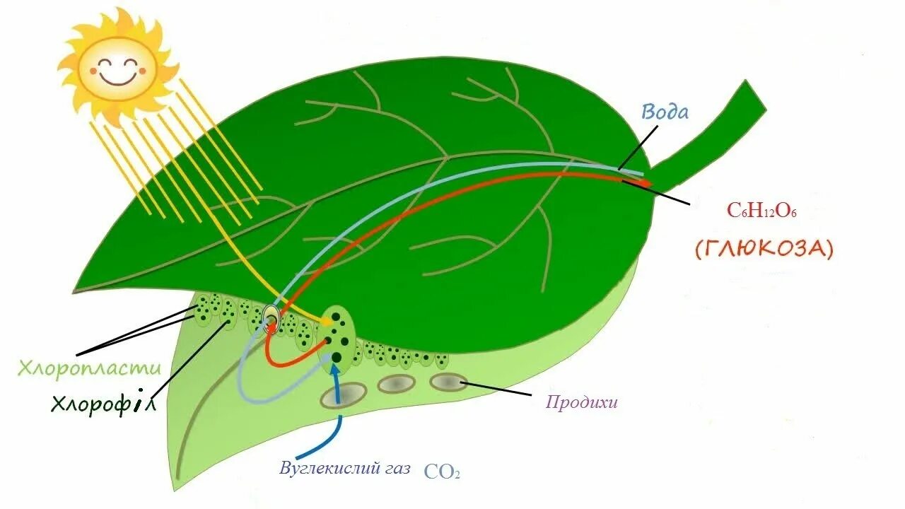 Рисунок фотосинтеза. Фотосинтез растений. Схема процесса фотосинтеза. Автотрофы фотосинтез. Процесс фотосинтеза рисунок.
