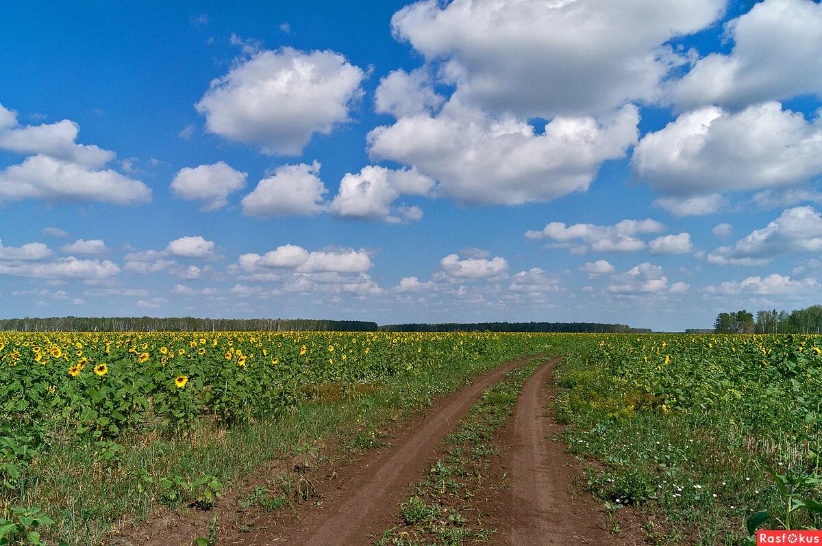 Что такое стежки и дорожки