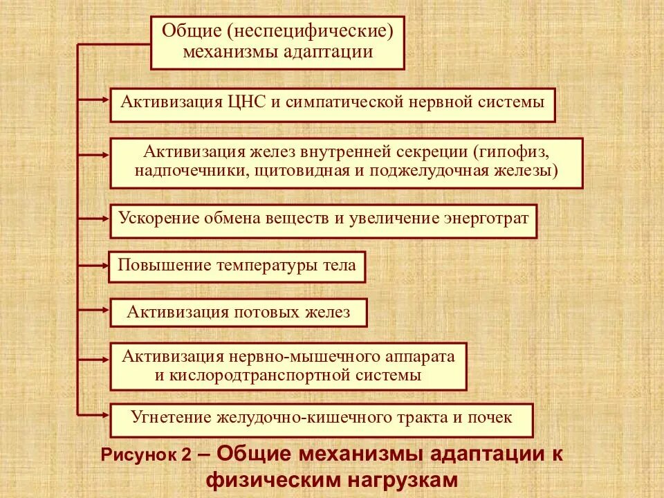 Стадии адаптации к физическим нагрузкам. Механизмы адаптации к физическим нагрузкам. Специфические механизмы адаптации. Физиологические процессы при долговременной адаптации..