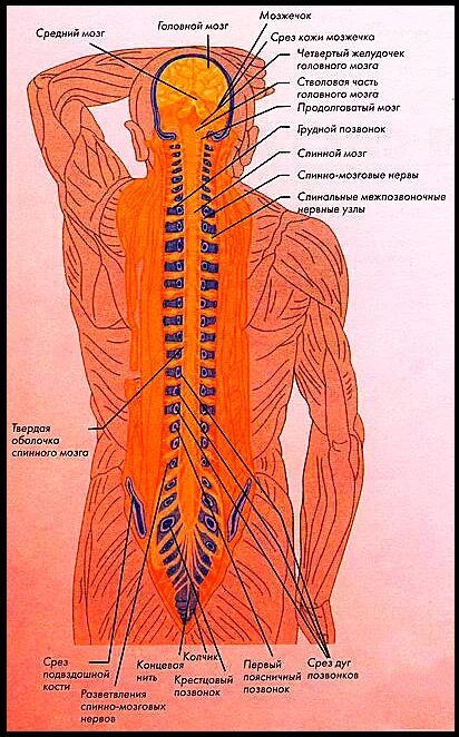 Нервные узлы. Где находятся нервные узлы. Нервы нервные узлы и нервные окончания. Нервы анатомия нервные узлы.