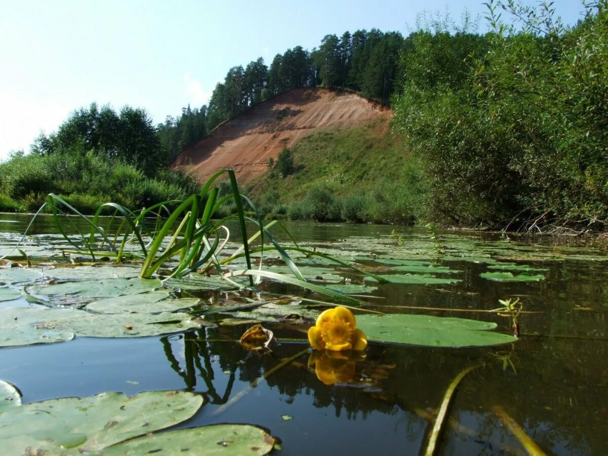 Берег реки чепца балезино. Растения и животные реки чепца. Растения реки чепца. Растения реки чепца. Река чепца балезино.