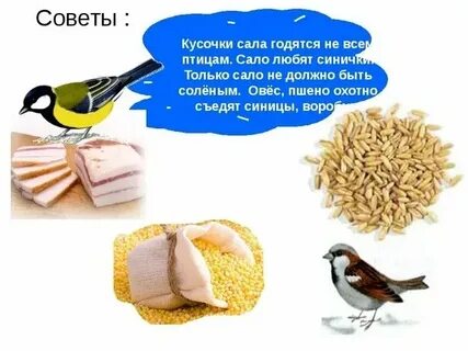 Пшено птицам зимой можно