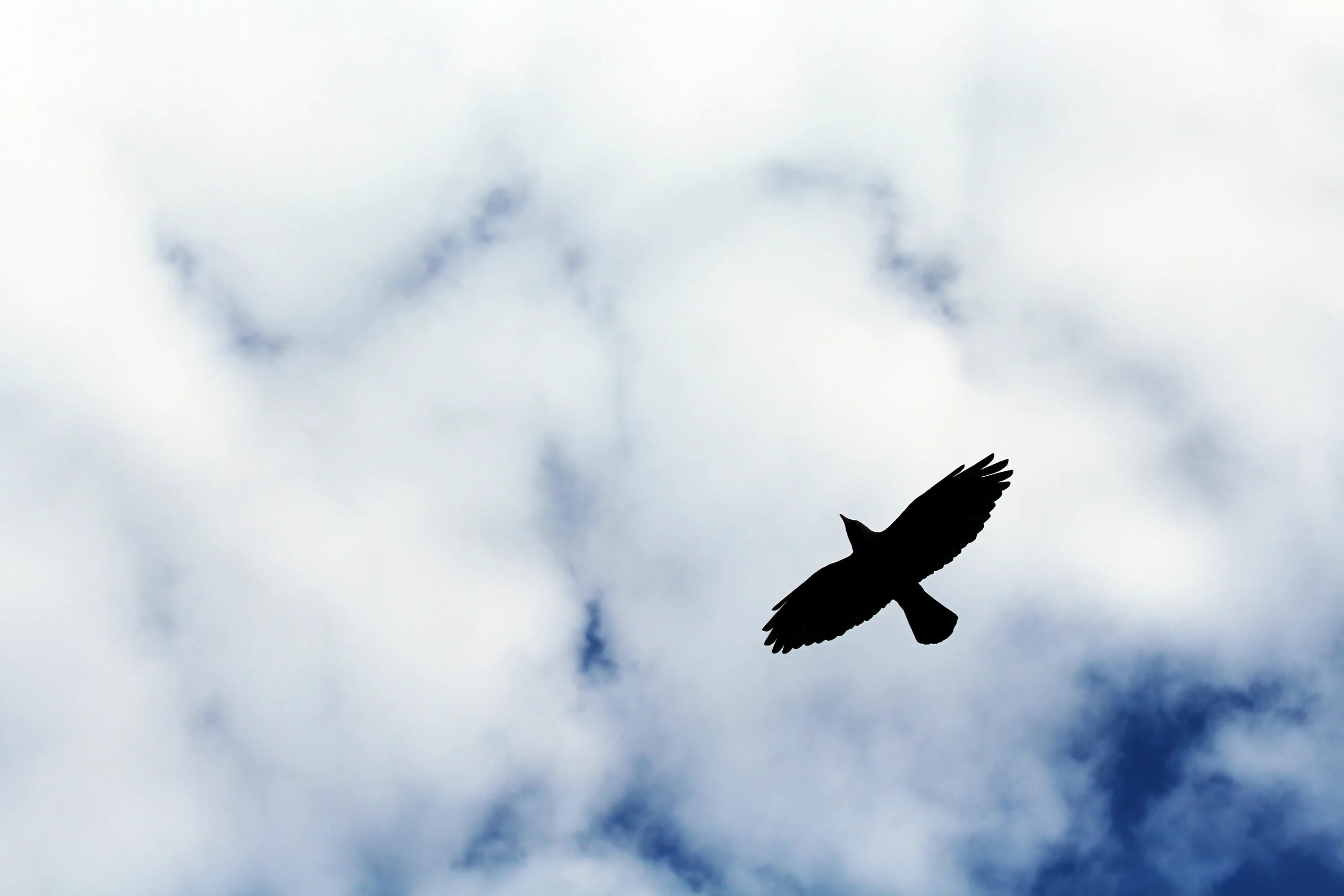 Мало летающие птицы. Птицы летают. Птица в полете. Птицы в небе. Птицы на фоне неба.