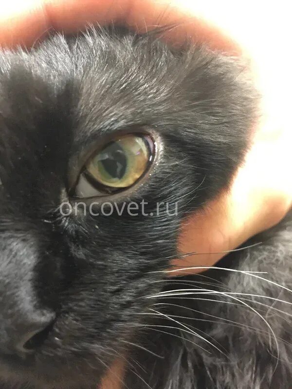 Катаракта у кота как выглядит Бельмо на глазу симптомы, лечение, препараты, причины появления Наши Лучшие Др