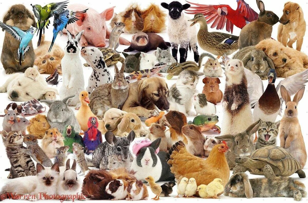 Много животных. Многодрмашних животных. Животные вместе. Несколько животных.