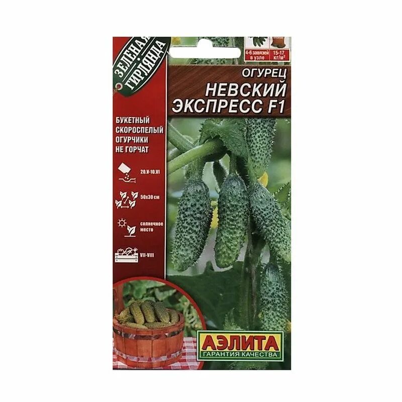Огурцы экспресс отзывы. Огурец сибирский экспресс f1. Огурец петербургский экспресс. Огурец сибирский экспресс f1 7шт (сиб сад). Огурцы экспресс отзывы.
