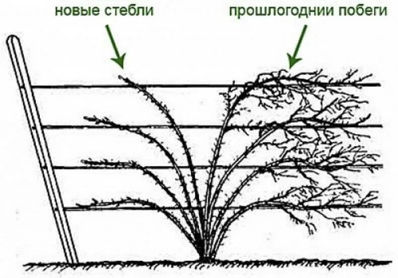 Как правильно посадить ежевику весной