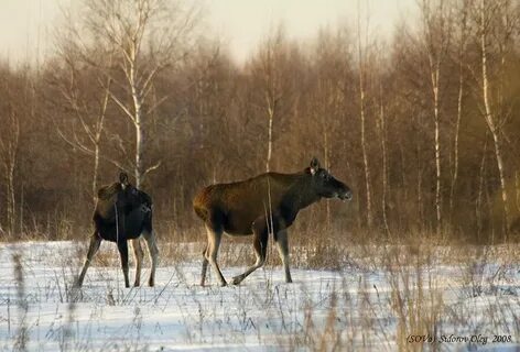 Лось сергиев посад завтра