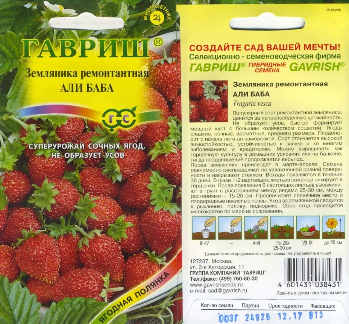 Земляника барон выращивание. Земляника Барон Солемахер. Земляника Барон Солемахер Гавриш. Земляника Садовая Барон Солемахер.