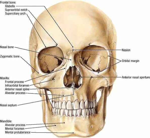 Где находится орбитальная кость фото Clinical Anatomy of Orbital Cavity Anatomy Eye Orbit and Eyelid Ample Medical Le