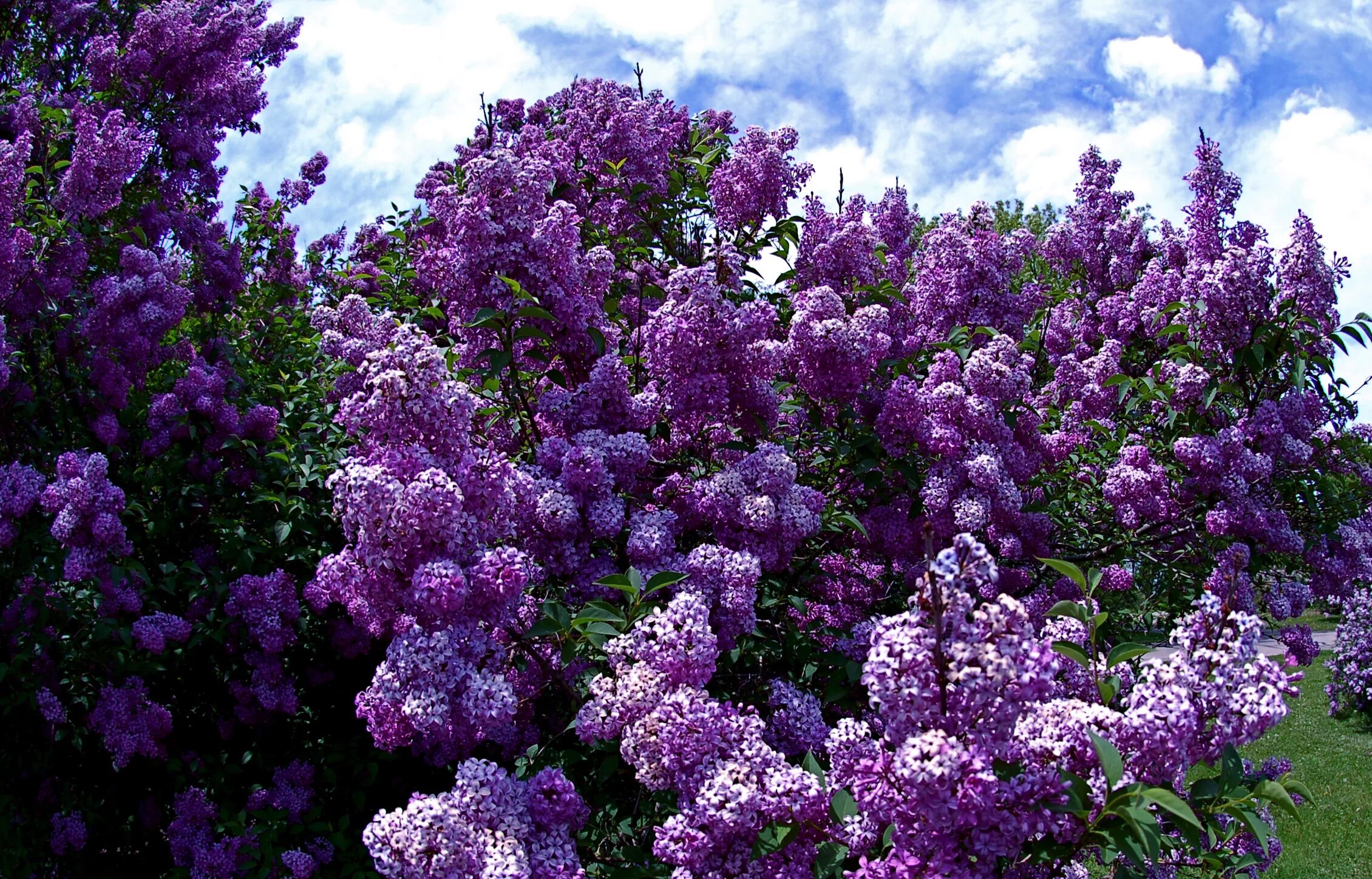 Цветение сирени когда. Сирень Syringa vulgaris. Сирень обыкновенная Кинди Роуз. Сирень мелколистная сапфир.