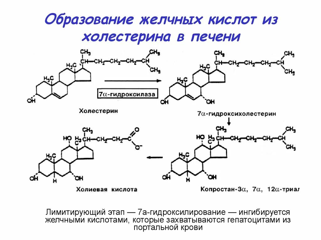 Ферменты холестерина. Образование желчных кислот из холестерола. Образование желчных кислот из холестерина реакция. Общая схема образования желчных кислот.. Превращение холестерина в желчные кислоты.