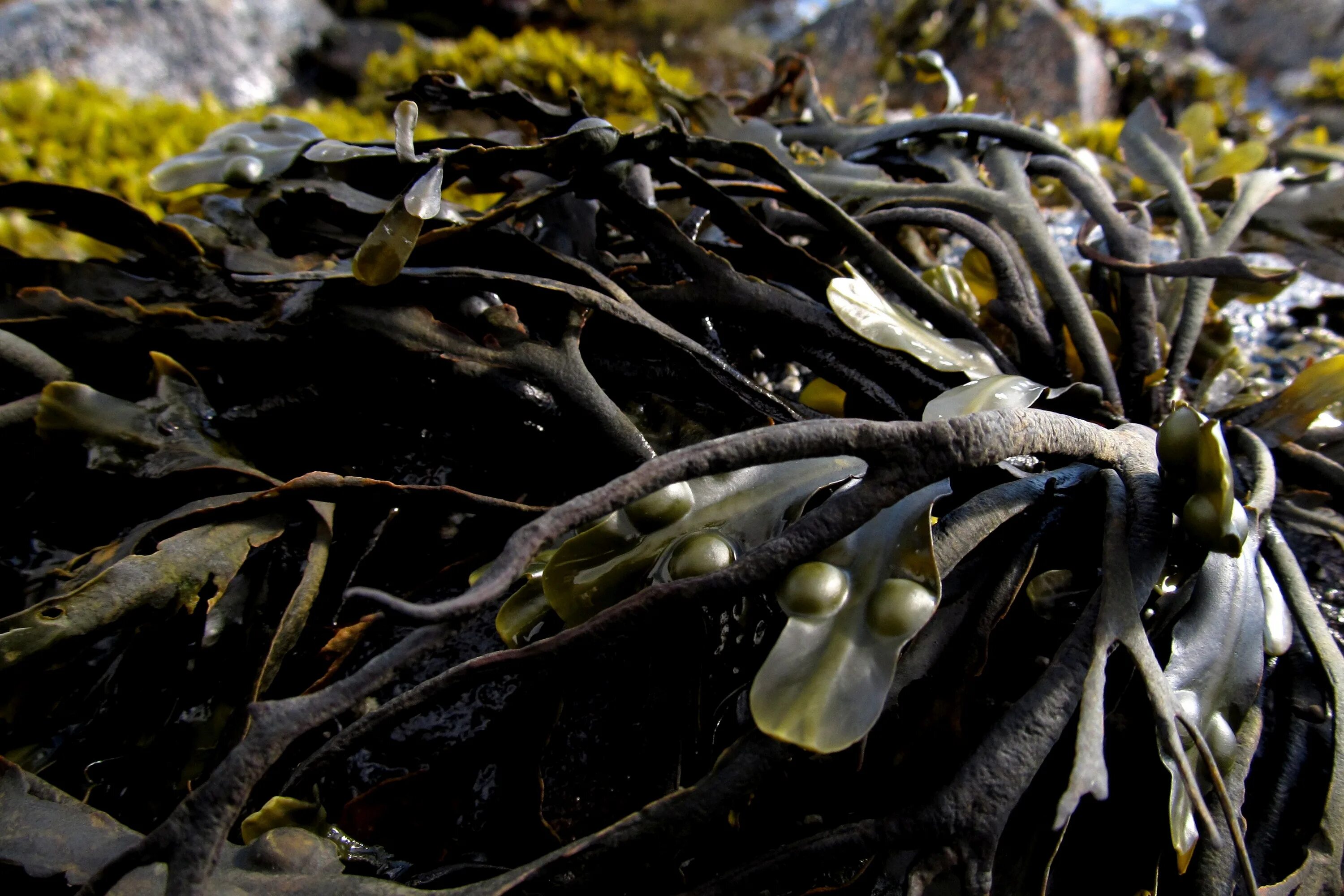 Ламинария Акутус. Бурые водоросли ламинария. Ламинария пальчатая. Морские водоросли келп.