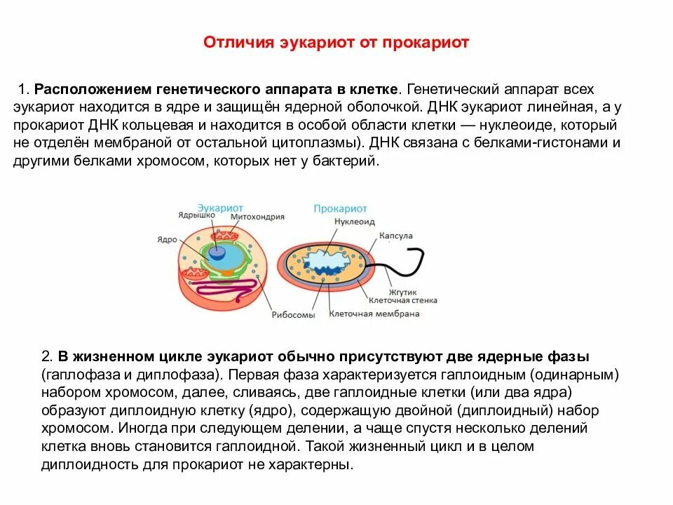 Генетический аппарат эукариотической клетки. Строение генетического аппарата прокариот. Организация ДНК прокариотической клетки. Прокариотическая и эукариотическая клетка генетический аппарат. Организация прокариотических клеток