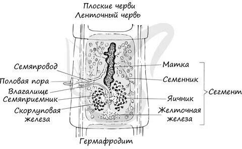 Промежутки между органами заполнены рыхлой