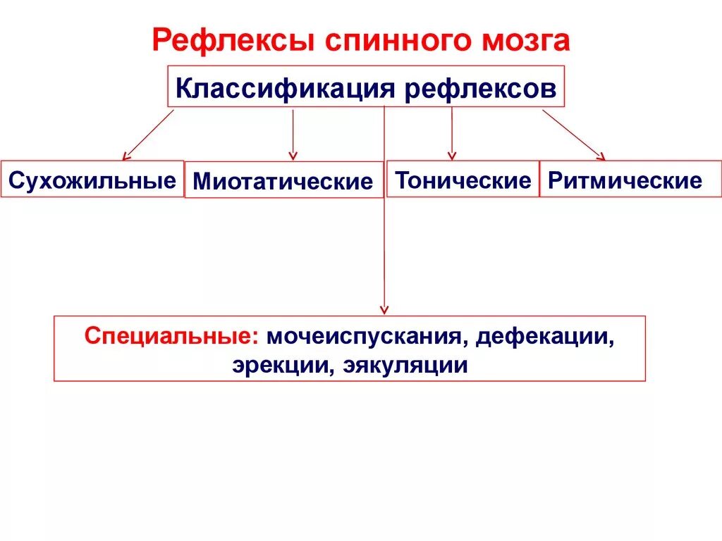 Классификация соматических рефлексов спинного мозга. Классификация рефлексов спинного мозга. Классификация спинальных рефлексов. Двигательные рефлексы и их классификация.