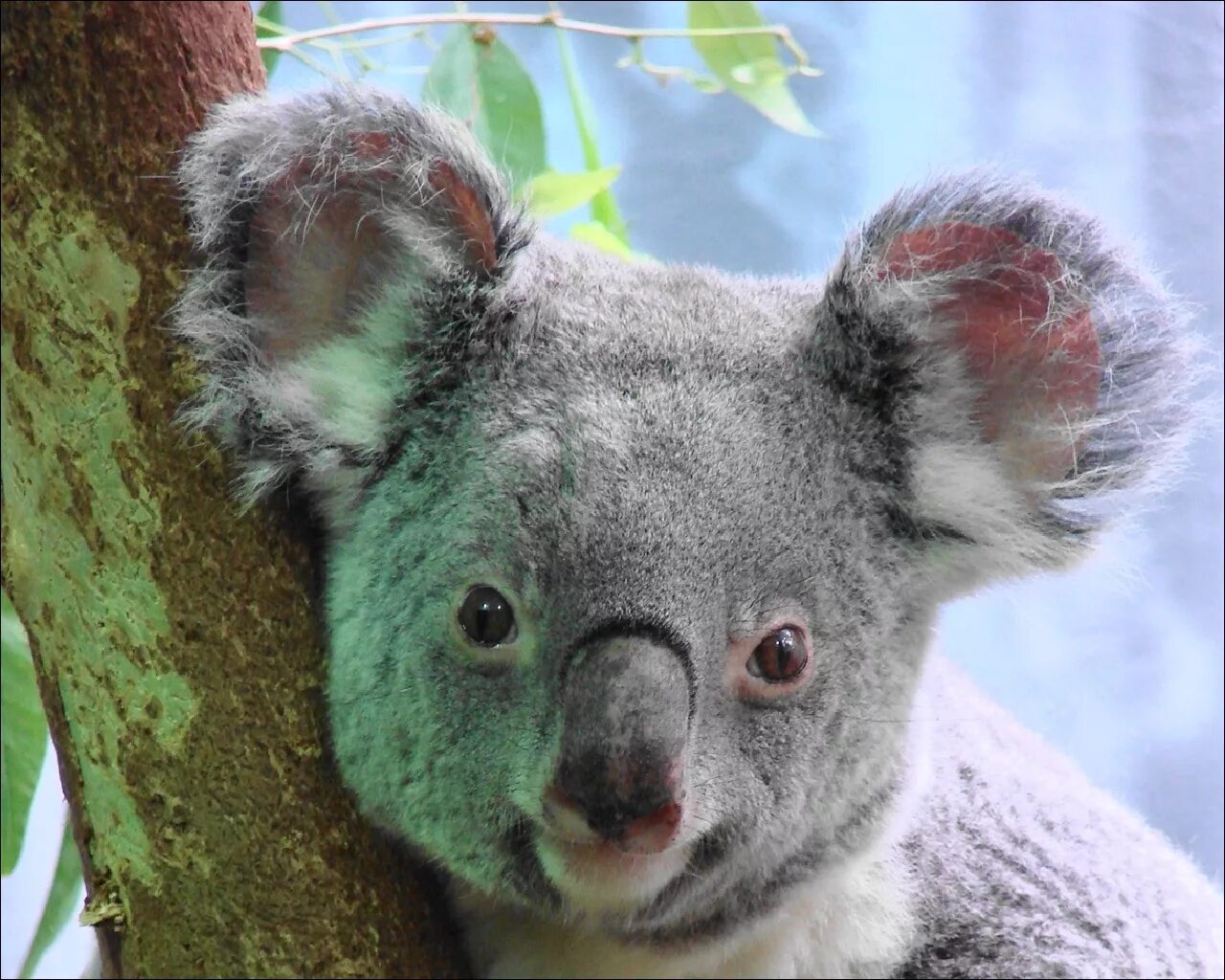 Похожи на коал. Коала. Мишка коала. Коала эвкалиптовый мишка. Куала животное.