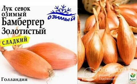 Лук бамбергер описание отзывы
