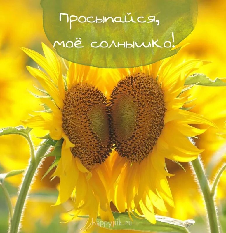 Доброе утро красивое солнышко. Подсолнух. доброе утро солнышко. подсолнухи друг к другу. подсолнухи поворачиваются друг к другу.