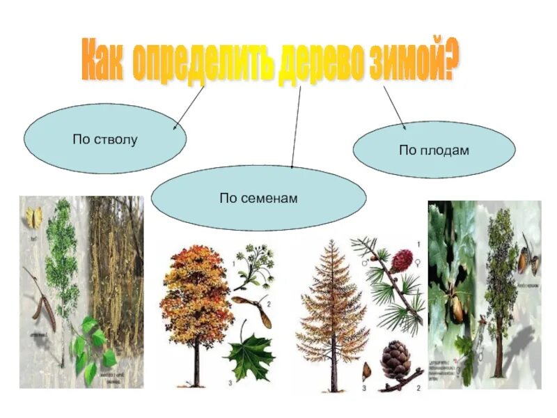 По каким признакам можно определить деревья. Деревья и кустарники зимой признаки. кустарники зимой признаки. зимние деревья признаки. распознать деревья зимой.